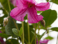 Clematis x diversifolia Heather Herschell IMG_4377 Powojnik